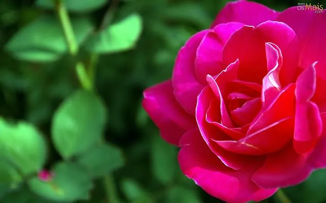 Wallpapers (Fondo de Pantalla) HD - Alta calidad (1366x768 o ... Wallpapers (Fondo de Pantalla) HD - Alta calidad (1366x768 o ...