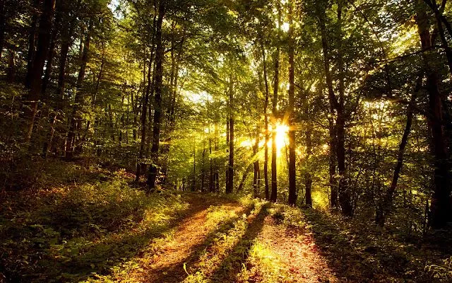 Wallpapers HD: Bosques - Naturaleza (08) Wallpapers (Fondo de ... Wallpapers HD: Bosques - Naturaleza (08) Wallpapers (Fondo de ...