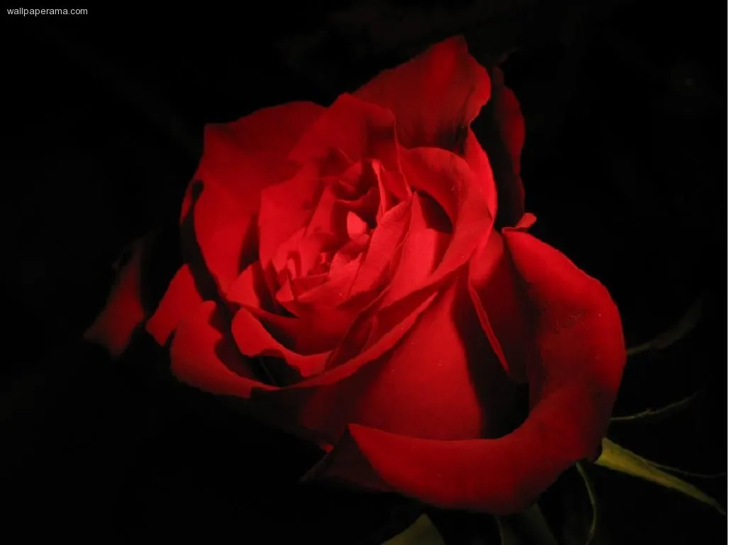 Wallpapers Fondos De Escritorio De Rosas Rojas Bonitas Wallpapers Fondos De Escritorio De Rosas Rojas Bonitas