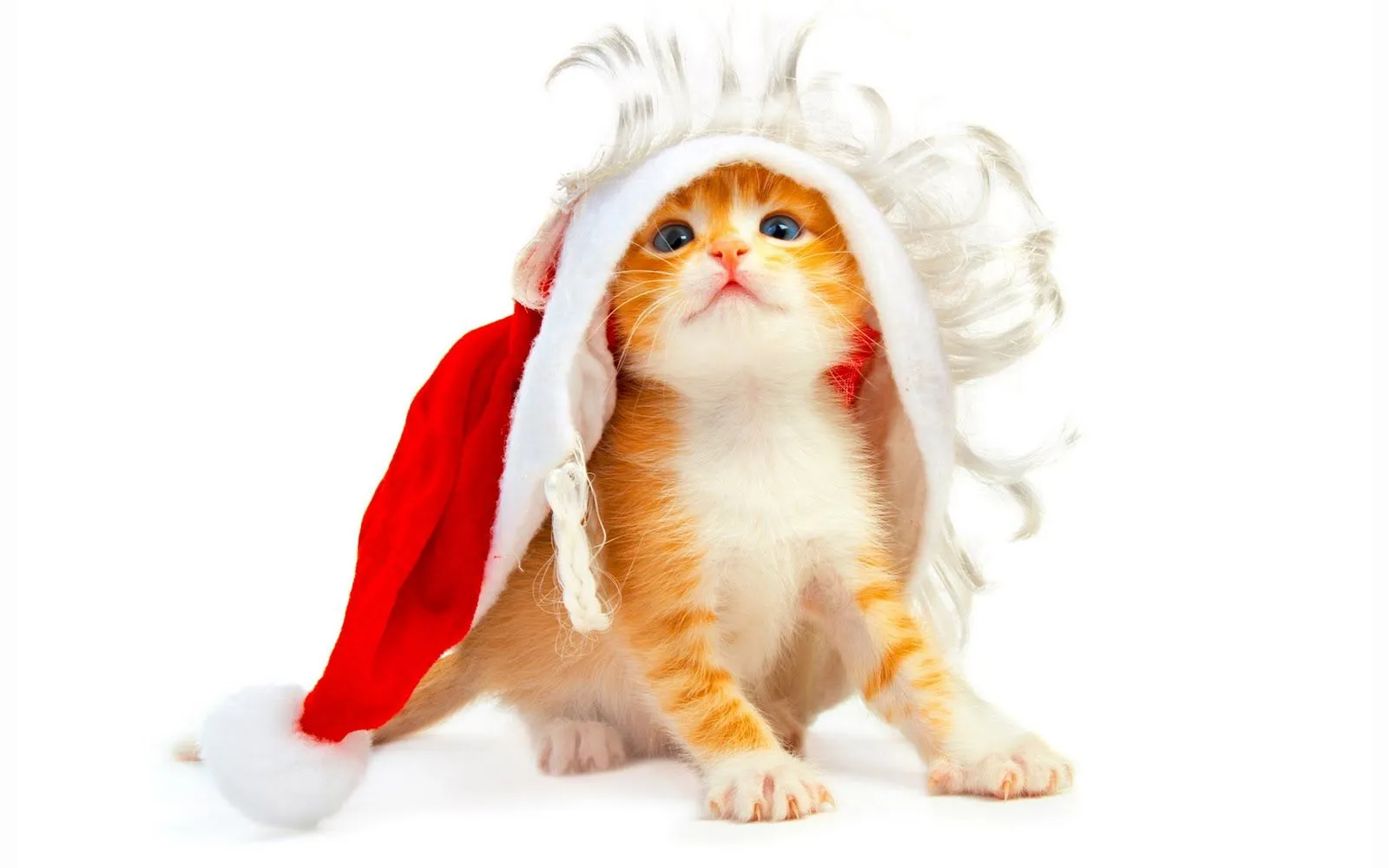 4 wallpapers de gatitos muy navideños (1920x1200px) | <!-- Start ...