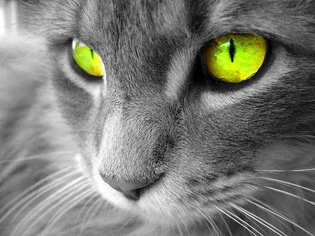 Wallpapers de gatos en HD parte 1 | Bloggin Red