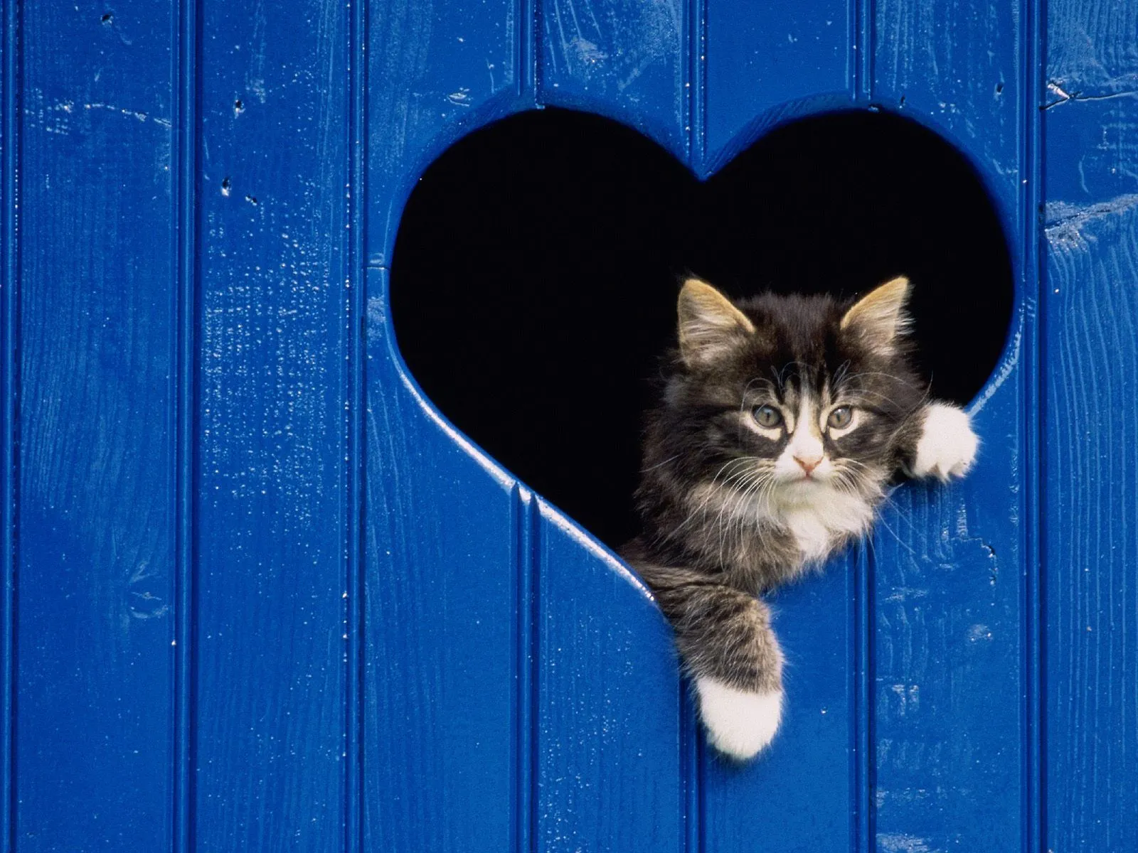 Wallpapers de gatos en HD parte 1 | Bloggin Red Wallpapers de gatos en HD parte 1 | Bloggin Red
