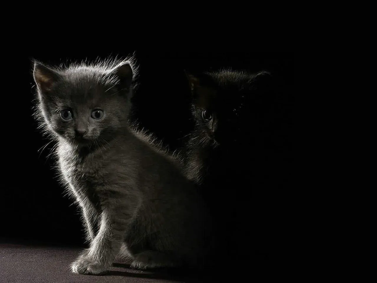 Wallpapers de gatos en HD parte 1 ~ Bloggin Red Wallpapers de gatos en HD parte 1 ~ Bloggin Red