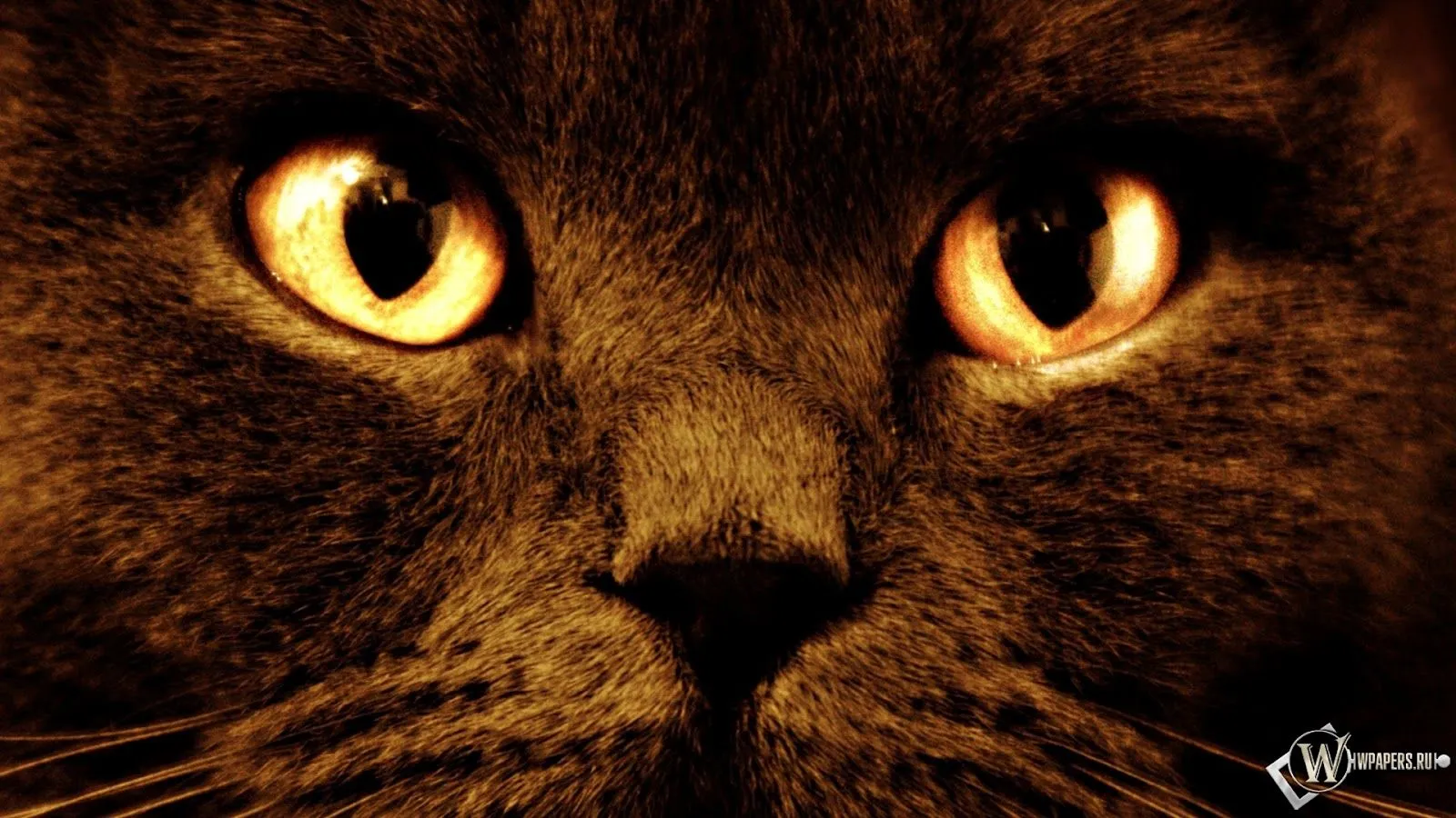 Wallpapers de gatos en HD parte 1 ~ Bloggin Red Wallpapers de gatos en HD parte 1 ~ Bloggin Red