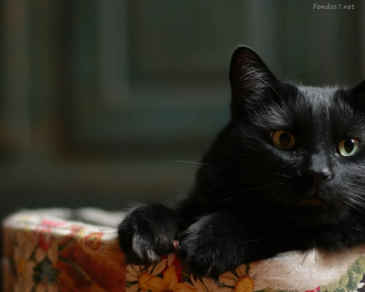 Wallpapers de Gatos Negros | Banco de Imagenes y Fondos de Pantalla Wallpapers de Gatos Negros | Banco de Imagenes y Fondos de Pantalla