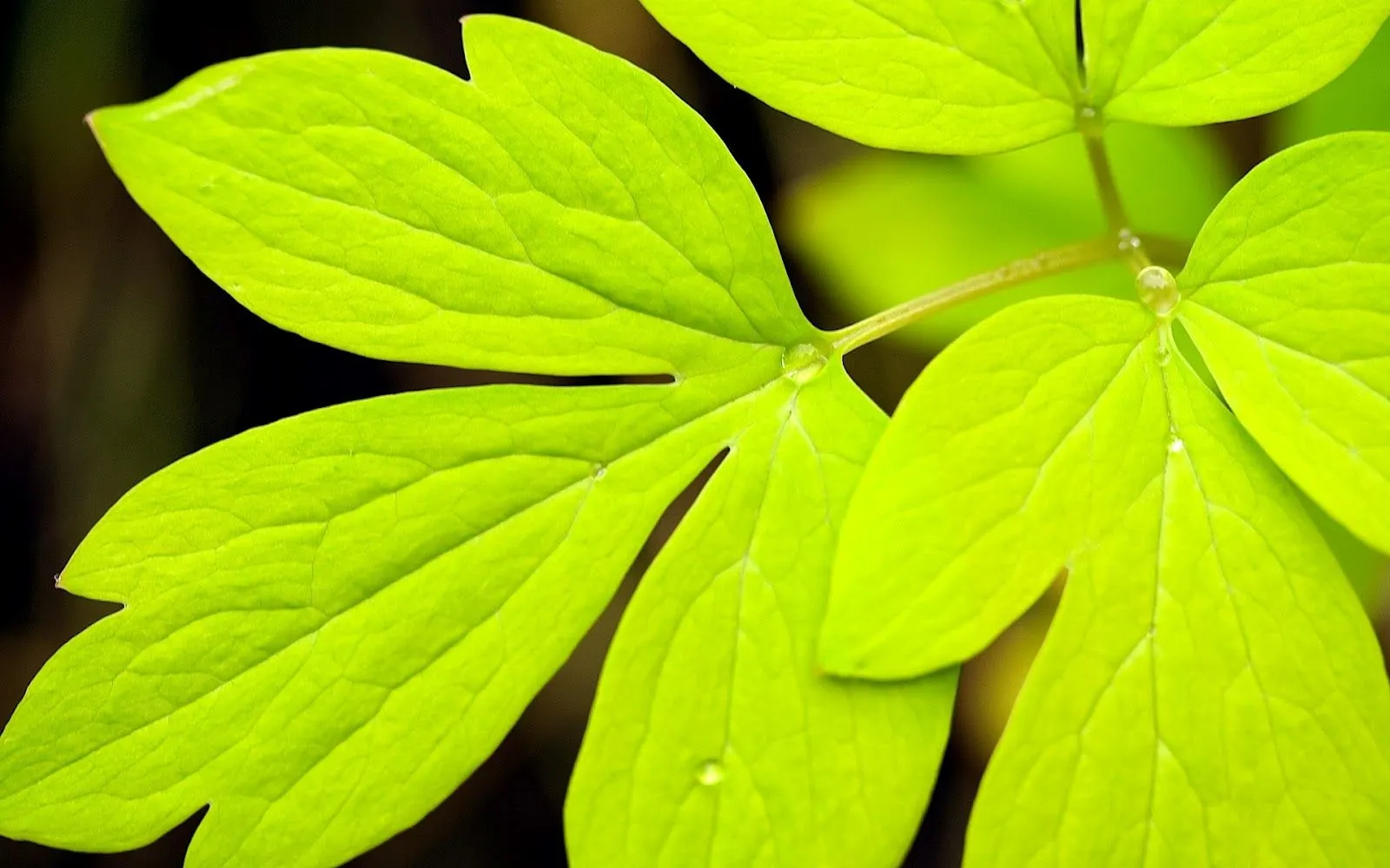 Wallpapers HD: 25 Wallpapers HD Naturaleza - Fondos de pantalla ... Wallpapers HD: 25 Wallpapers HD Naturaleza - Fondos de pantalla ...