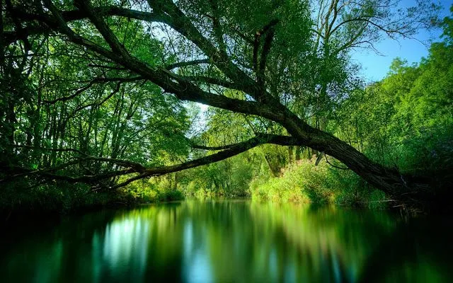 Wallpapers HD: 47 Wallpapers de Arboles, naturaleza - Fondos de ... Wallpapers HD: 47 Wallpapers de Arboles, naturaleza - Fondos de ...