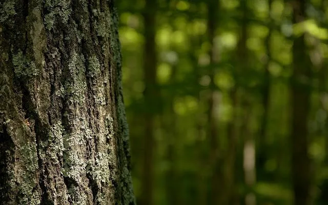 Wallpapers HD: 47 Wallpapers de Arboles, naturaleza - Fondos de ... Wallpapers HD: 47 Wallpapers de Arboles, naturaleza - Fondos de ...