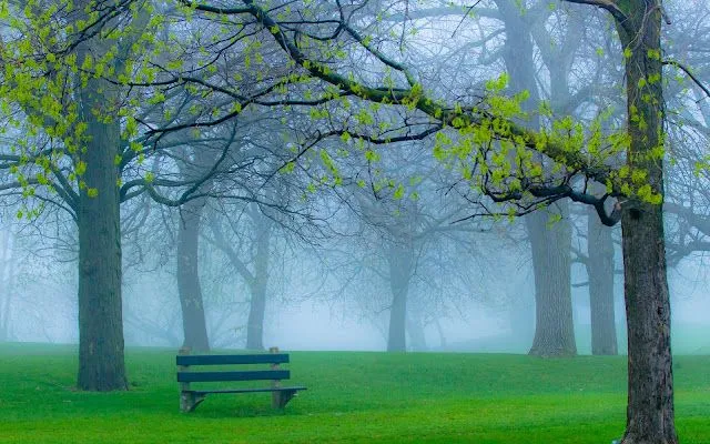 Wallpapers HD: 47 Wallpapers de Arboles, naturaleza - Fondos de ... Wallpapers HD: 47 Wallpapers de Arboles, naturaleza - Fondos de ...