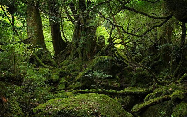 Wallpapers HD: 47 Wallpapers de Arboles, naturaleza - Fondos de ...