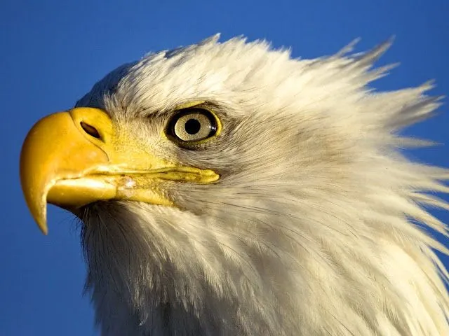 Fotos de aguilas en HD - Imagui