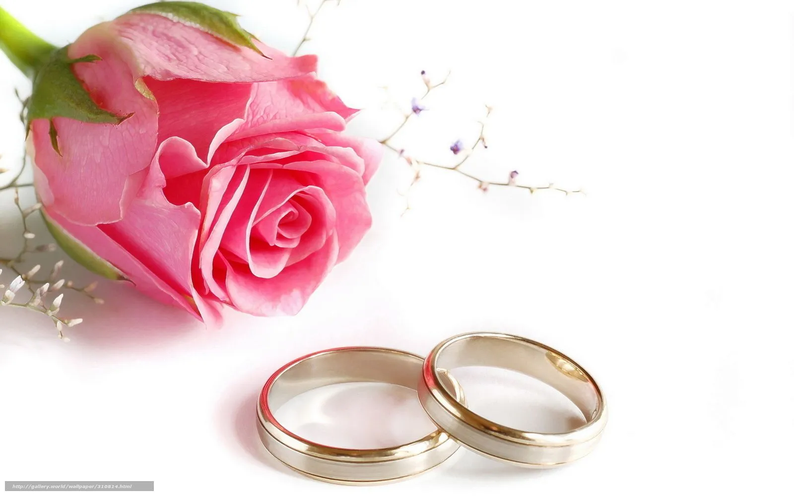 Hq los anillos de boda, rosa, 1920x1200 fotos, Imágenes HD y de ...