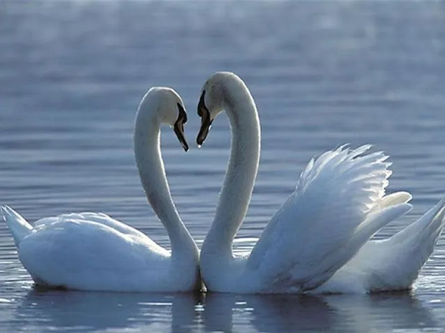 Wallpapers HD de animales, plantas, paisajes... - Taringa!