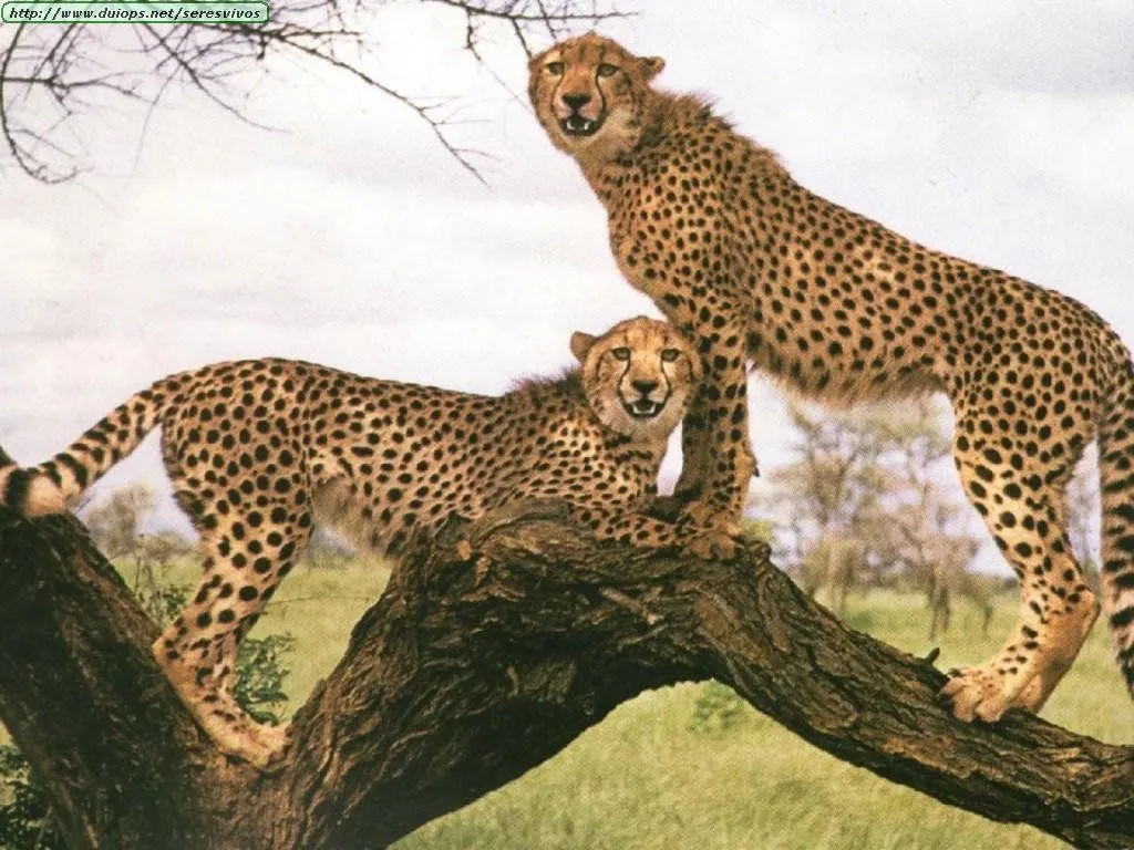 Wallpapers HD animales salvajes - Taringa!