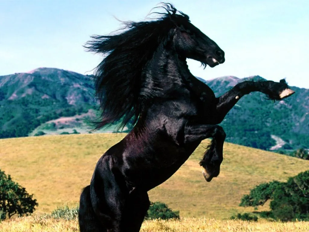 Wallpapers HD: Fondos de pantalla de Caballos - Varias ... Wallpapers HD: Fondos de pantalla de Caballos - Varias ...