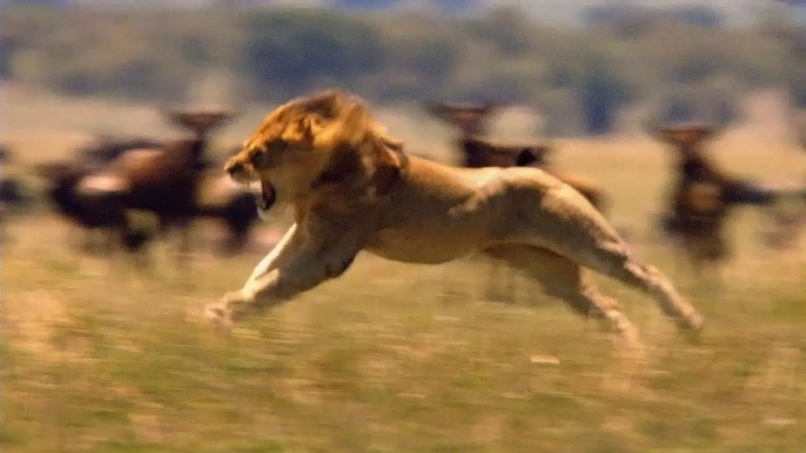 Wallpapers HD Leon cazando