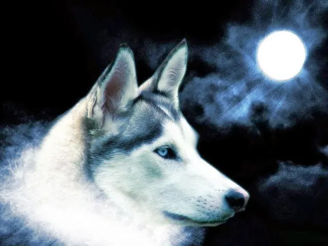 Wallpapers HD: Lobos hd - varias resoluciones (15) Wallpapers HD: Lobos hd - varias resoluciones (15)