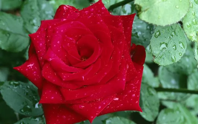 Wallpapers HD: Rosas Wallpapers Varias resoluciones ( Wallpapers HD: Rosas Wallpapers Varias resoluciones (