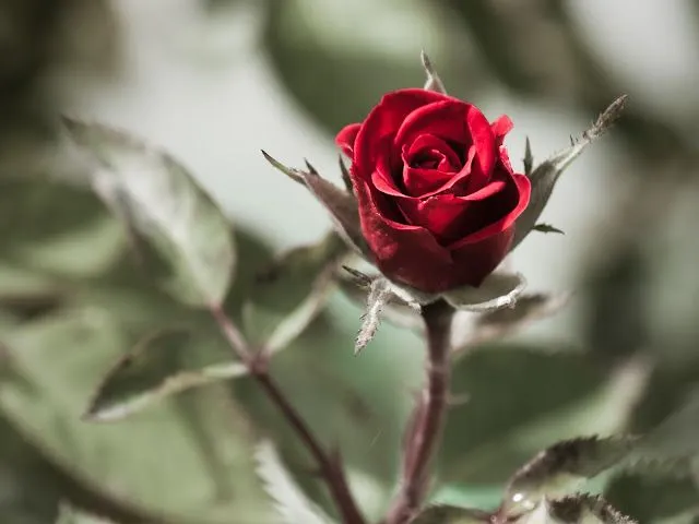 Wallpapers HD: Rosas Wallpapers Varias resoluciones (127) Wallpapers HD: Rosas Wallpapers Varias resoluciones (127)