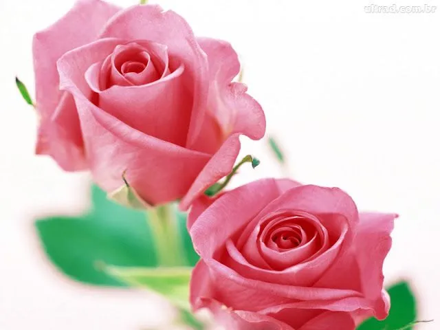 Wallpapers HD: Rosas Wallpapers Varias resoluciones (127) Wallpapers HD: Rosas Wallpapers Varias resoluciones (127)