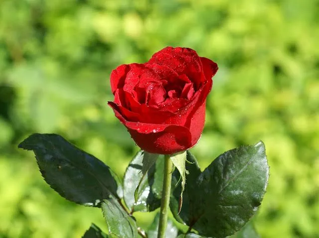 Wallpapers HD: Rosas Wallpapers Varias resoluciones (127)