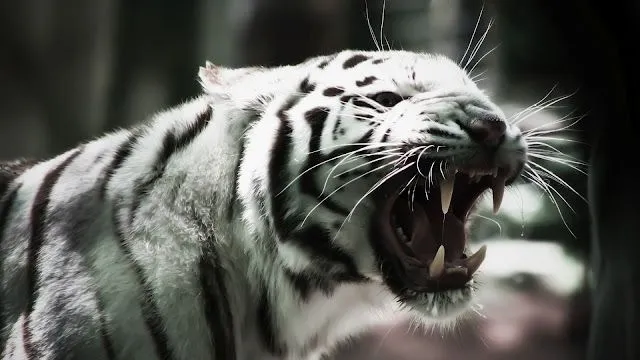 Tigre blanco fondo de pantalla - Imagui