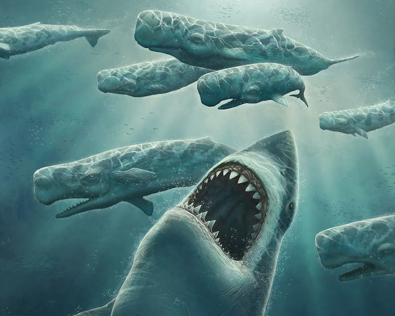 Tiburones Hd Wallpapers | NEWSMOV