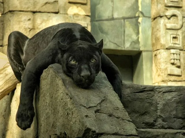 Wallpapers HD: Wallpapers de Gatos, tigres, leones, pumas en HD ...