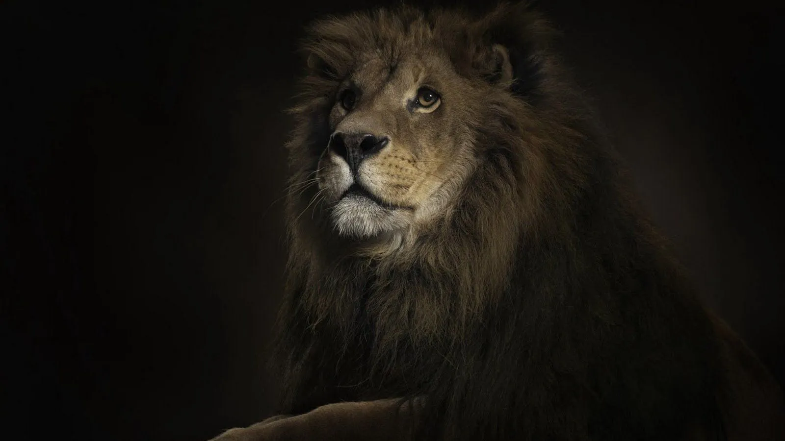 wallpapers de leones en HD | DragonXoft