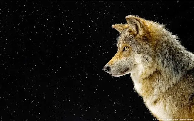 Wallpapers Lobos Full HD | Todo Imagenes