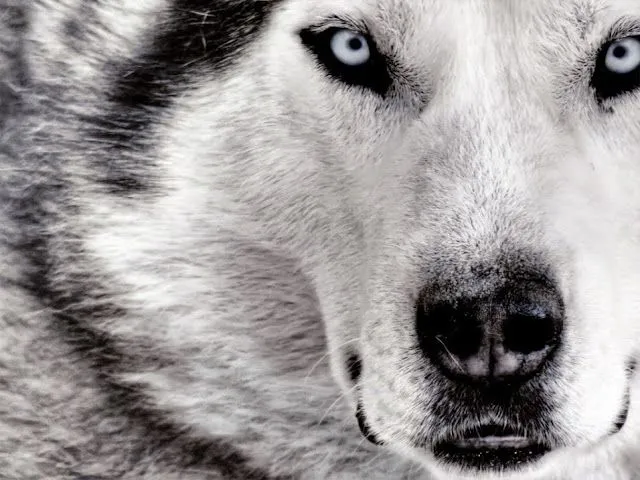 Wallpapers Lobos Full HD | Todo Imagenes