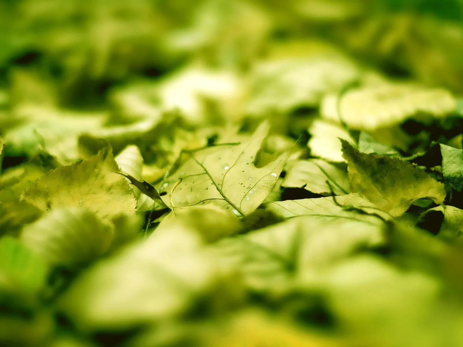Wallpapers Naturaleza HD : Ayuda Bloggers