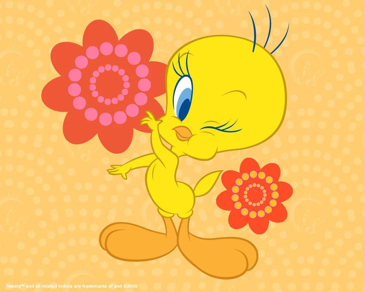 Wallpapers Piolin « Ideas & Consejos - Ideas & Consejos