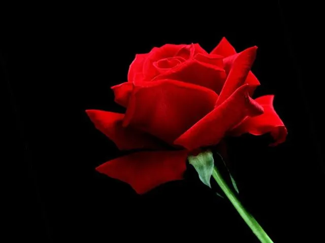 Wallpapers rosas hermosas - Imagui