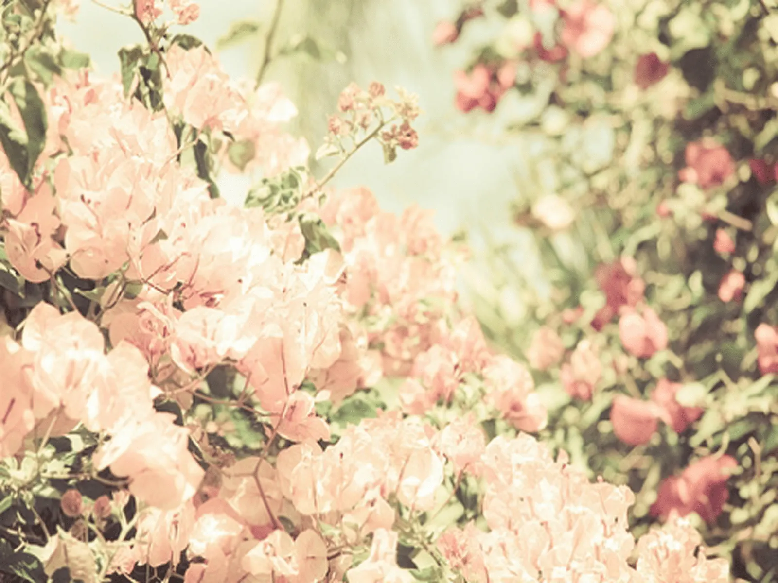 Wallpapers!♥: Wallpaper flores vintage