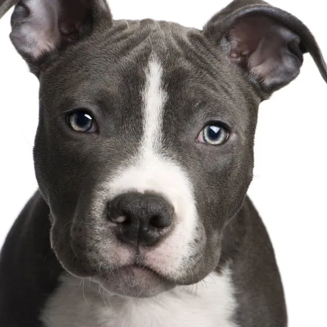 Want an American Pit Bull Terrier is a desire to be fulfilledMega ... Want an American Pit Bull Terrier is a desire to be fulfilledMega ...