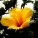 I want to pollinate you / Te quiero polinizar I want to pollinate you / Te quiero polinizar