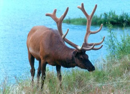 Wapiti Animal