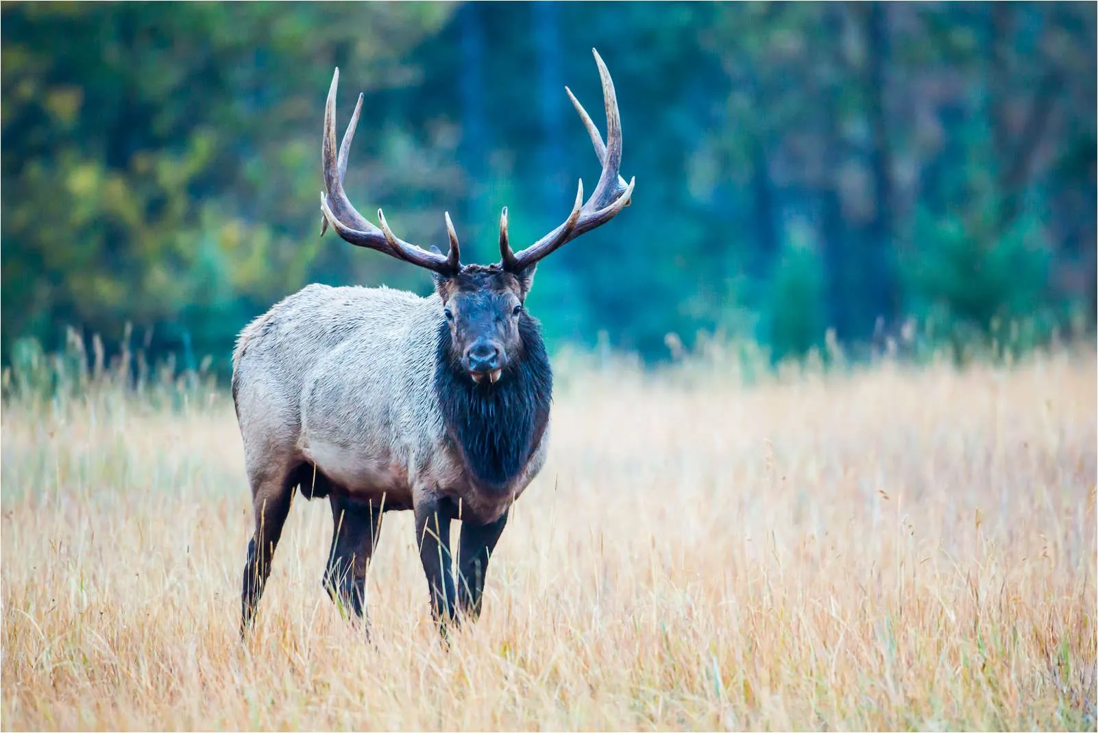 wapiti | Christopher Martin Photography wapiti | Christopher Martin Photography