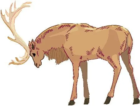 Wapiti dibujo - Imagui