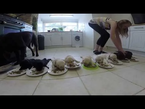 Watch Family's Pet Labrador Tuck Newborn Into Bed With His Nose ... Watch Family's Pet Labrador Tuck Newborn Into Bed With His Nose ...
