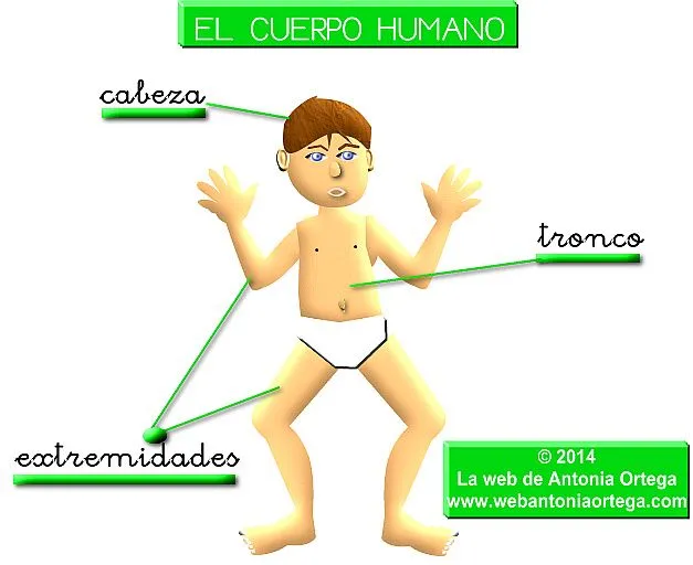 Dibujo del cuerpo humano y sus tres partes - Imagui Dibujo del cuerpo humano y sus tres partes - Imagui