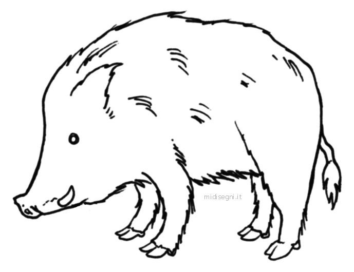 Midisegni