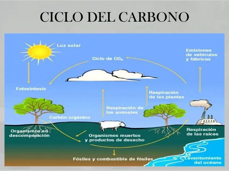 WEBQUEST EL CICLO DEL CARBONO