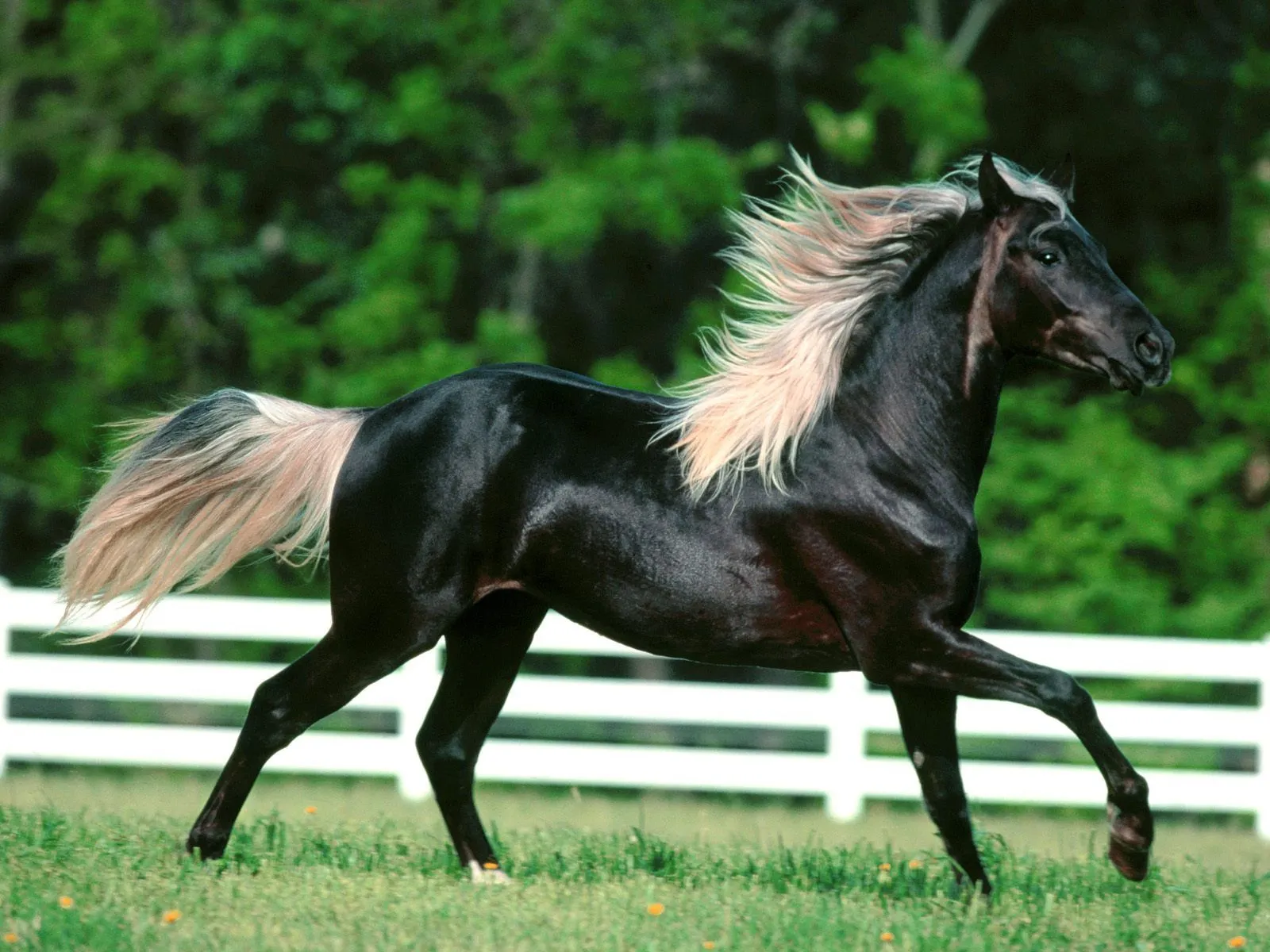  ... Wallpapers Stock Photos: Wallpaper Horses Stallions Backgrounds