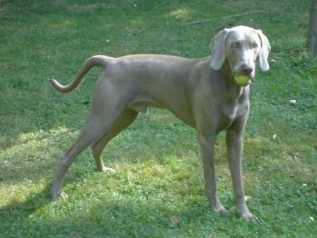 Weimaraner | PERROSPEDIA