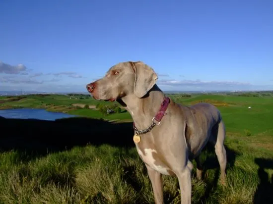 Weimaraner | Wikifaunia, tu enciclopedia de animales