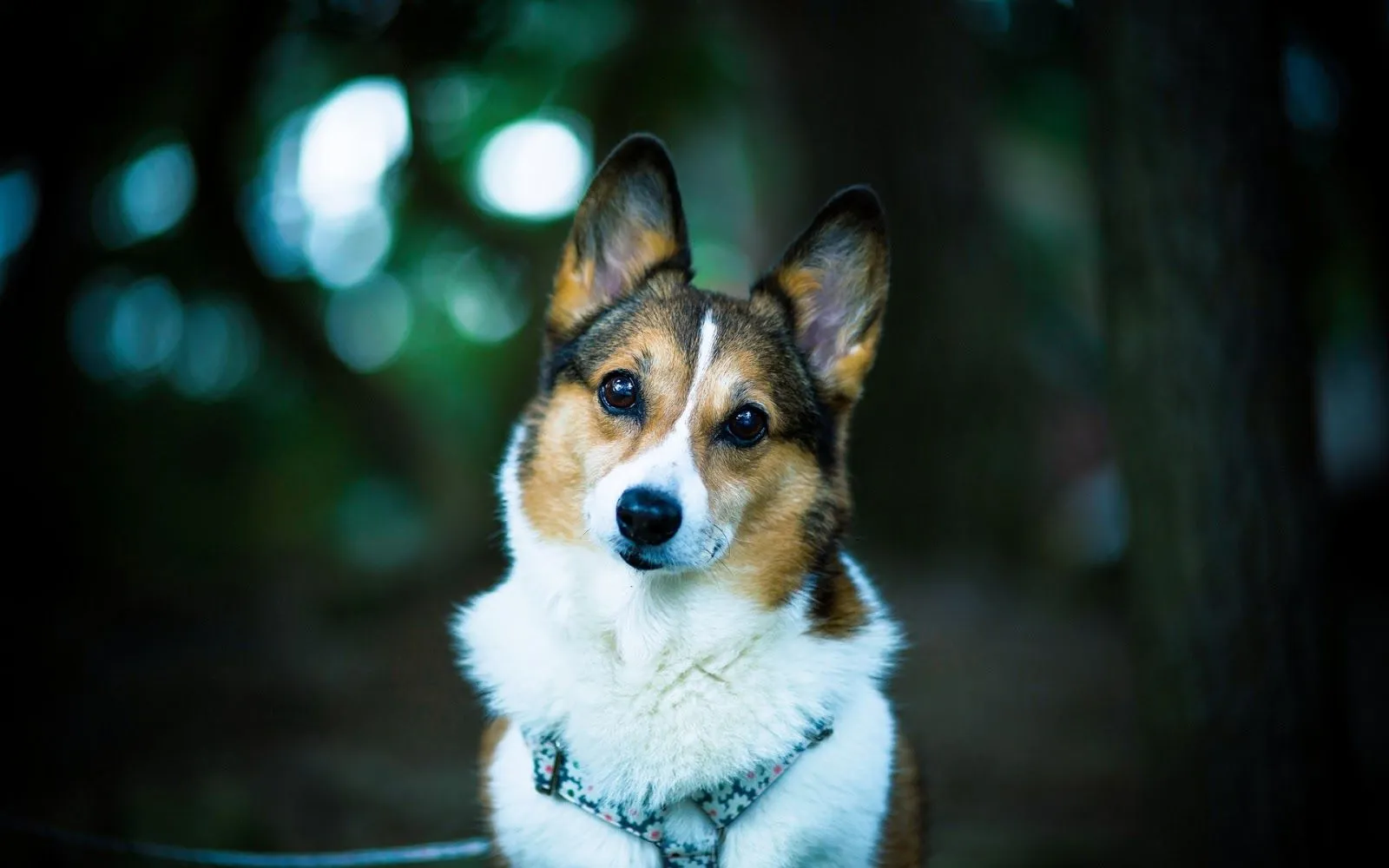 Welsh Pembroke Corgi - Fondos de Pantalla HD - Wallpapers HD Welsh Pembroke Corgi - Fondos de Pantalla HD - Wallpapers HD