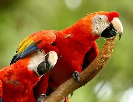 What are the differences between loro y papagayo? | SpanishDict ... What are the differences between loro y papagayo? | SpanishDict ...