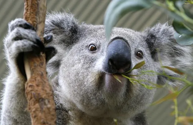 WHAT IS A KOALA? |The Garden of Eaden